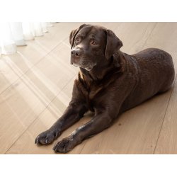 Coretec XL-END Vinylplank - Kylemore